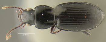 Media type: image;   Entomology 16435 Aspect: habitus dorsal view